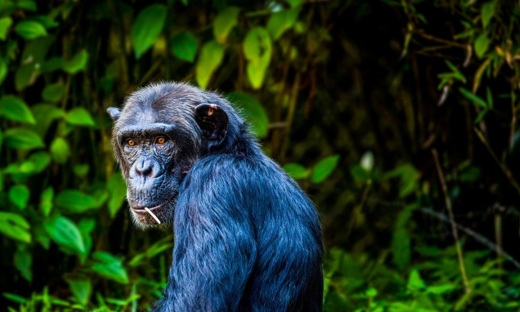 5-Day-Rwanda-Gorillas-Chimpanzee-Trekking-Tour-e1697757323468-750x450