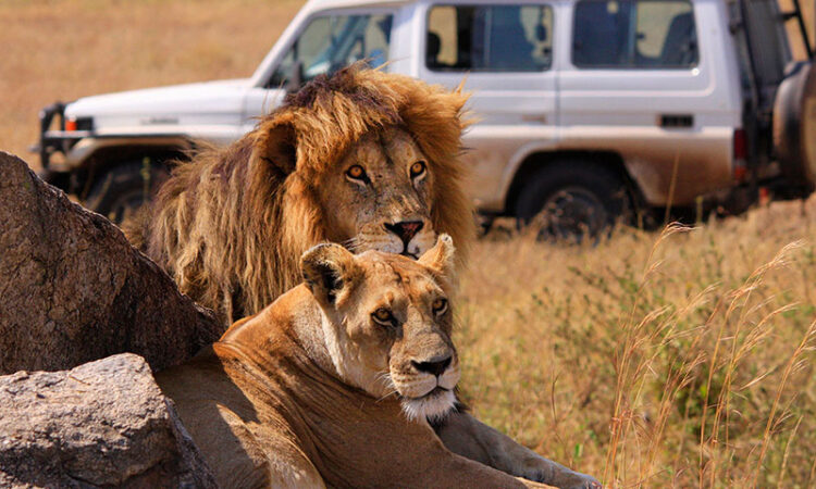 6-Days-Serengeti-Ngorongoro-Wildlife-Safari-750x450
