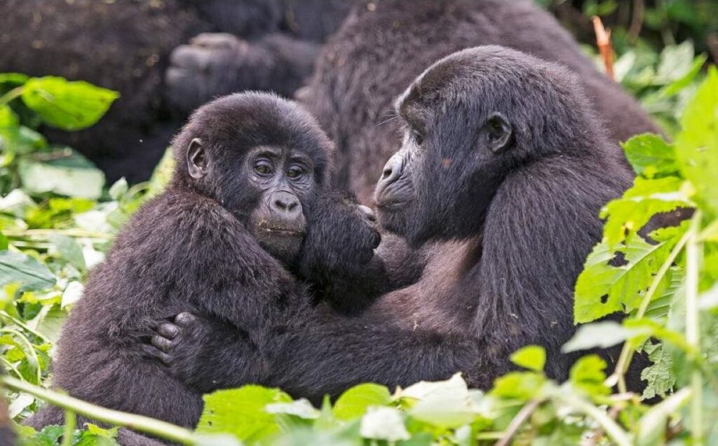 Bwindi_Impenetrable_National_Park_038-1024x637