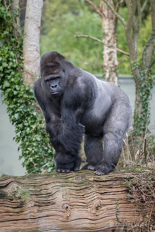 Gorilla Trekking Uganda