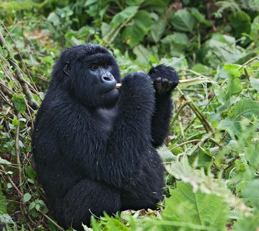 Uganda Gorilla Trekking