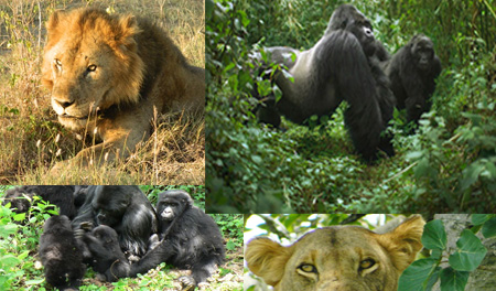 Gorilla-and-Wildlife-safari