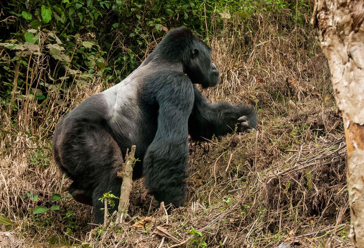 Gorilla Trekking in Uganda