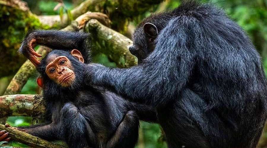 mama-chimp-grooming-baby